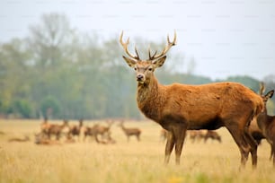 Portrait of majestic powerful adult red deer stag in Autumn Fall forest