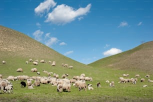 Rebaño de ovejas en la pradera de la montaña