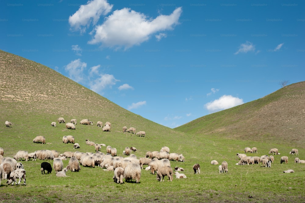 Rebaño de ovejas en la pradera de la montaña