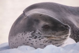 Una foca leopardo en la Antártida
