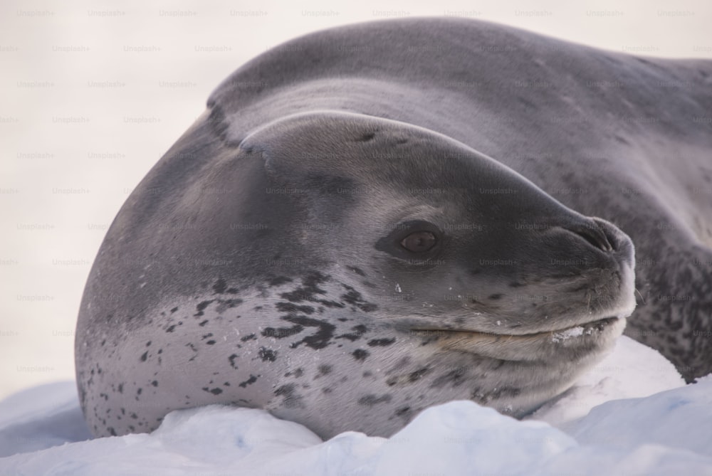 Uma foca-leopardo na Antártida