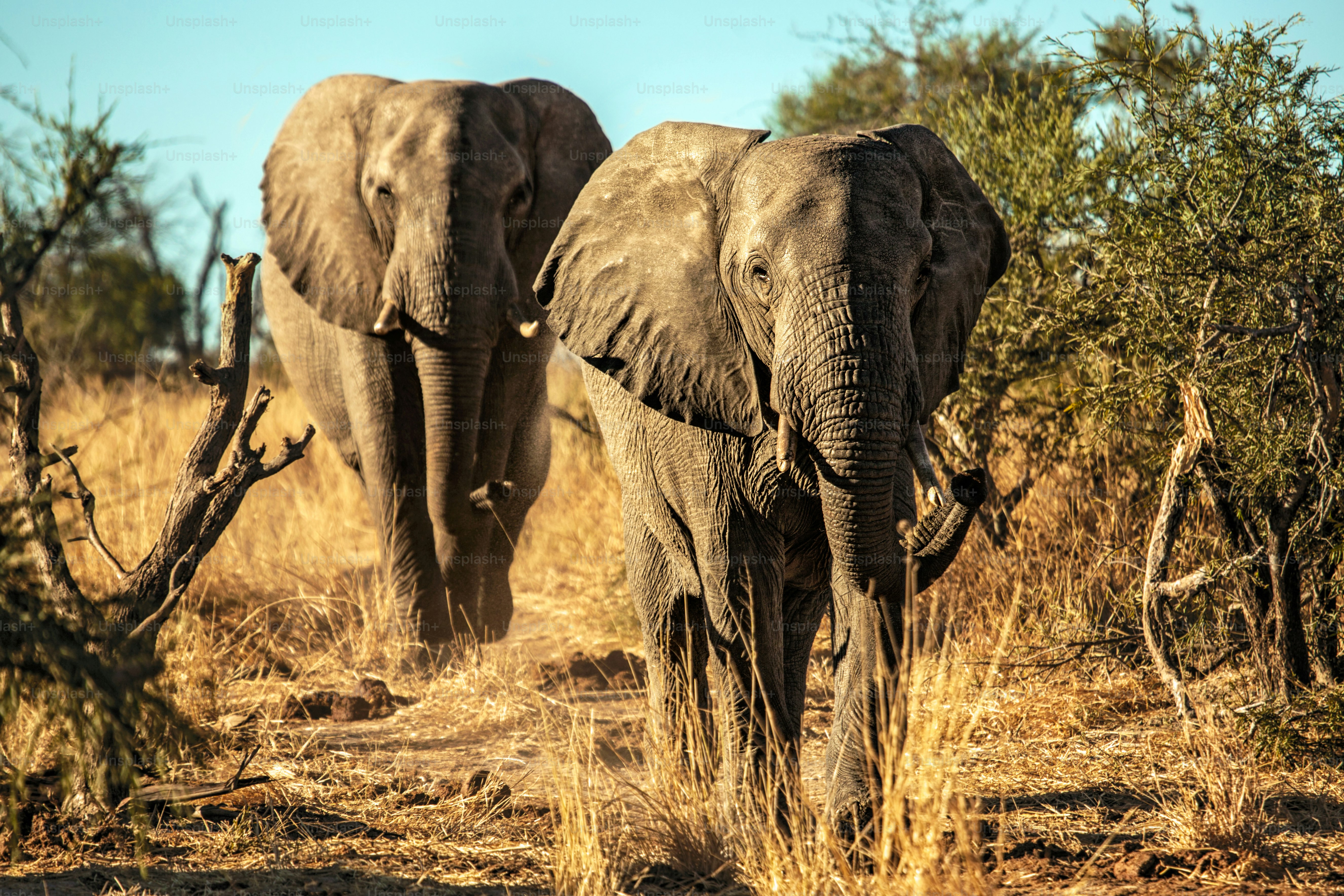 Two elephant bulls charging into a waterhole