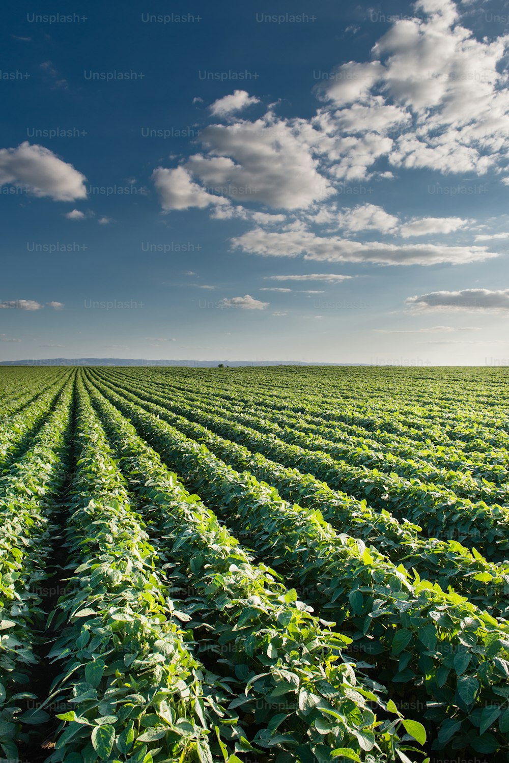 Soybean Field Rows in sunset