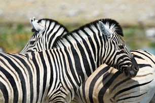 Two beautiful zebras looking in opposite directions