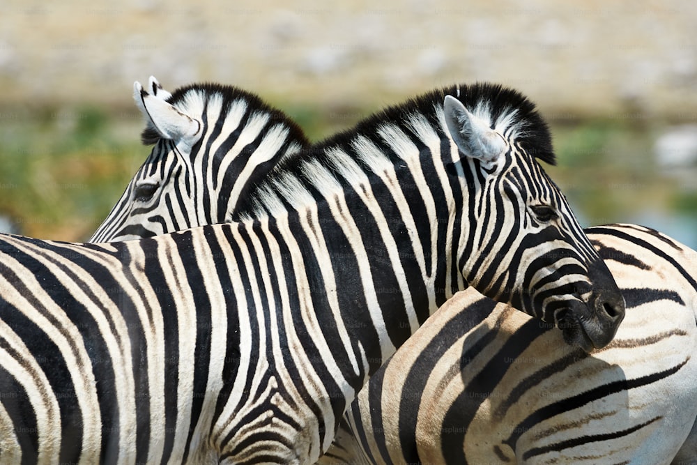 Due belle zebre che guardano in direzioni opposte