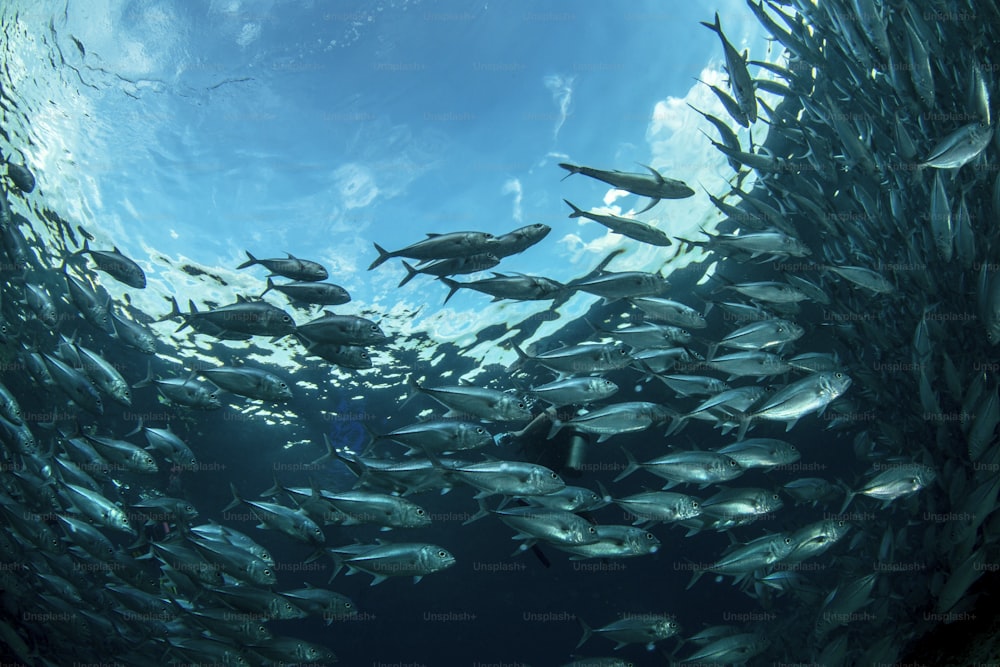 A school of fish in Sipadan