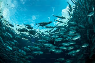 A school of fish in Sipadan