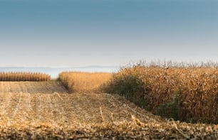 Campo agrícola con maíz maduro