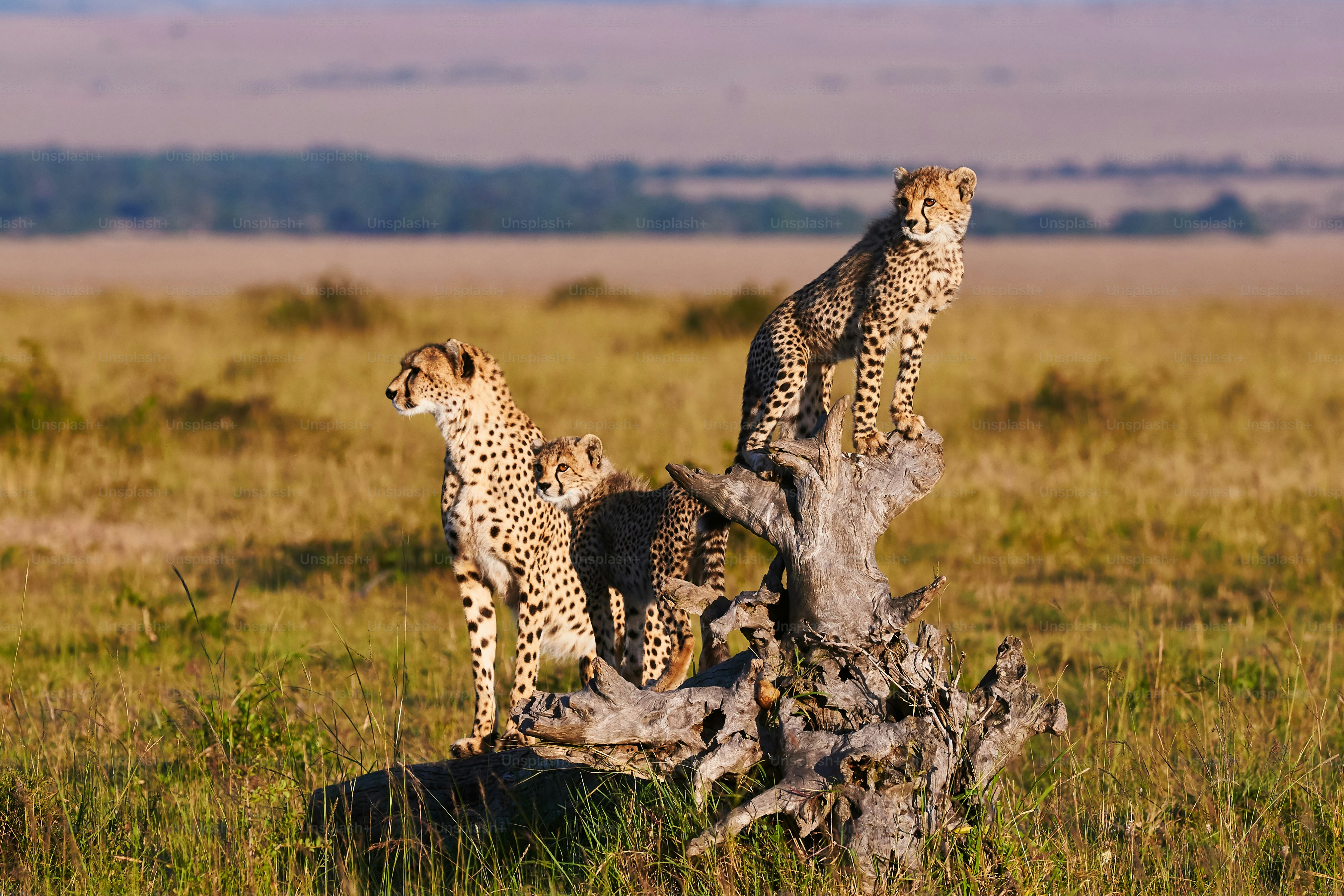 Serengeti plains with wildebeest during the Great Migration