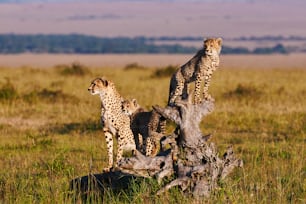 Cheetah mom and two cubs on an old root