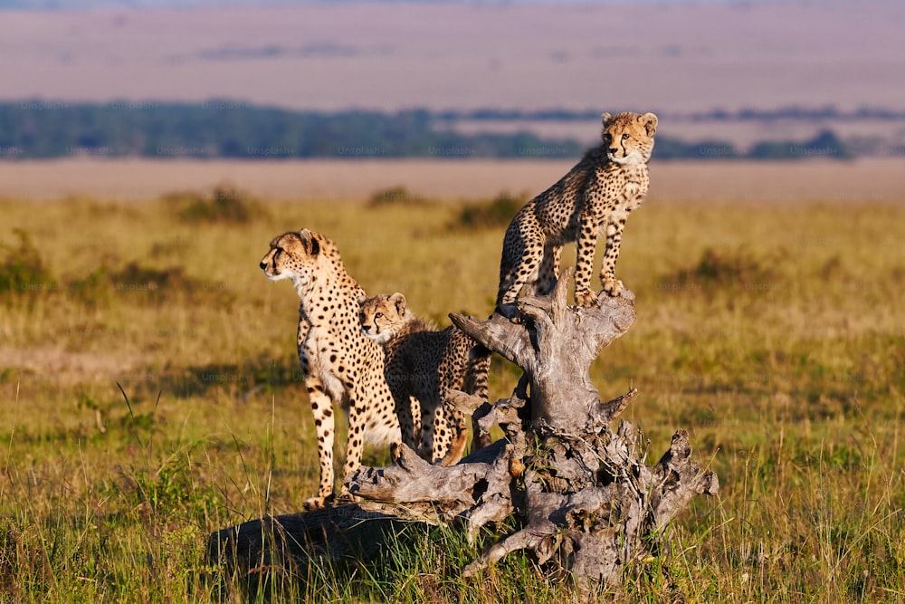 Cheetah mom and two cubs on an old root