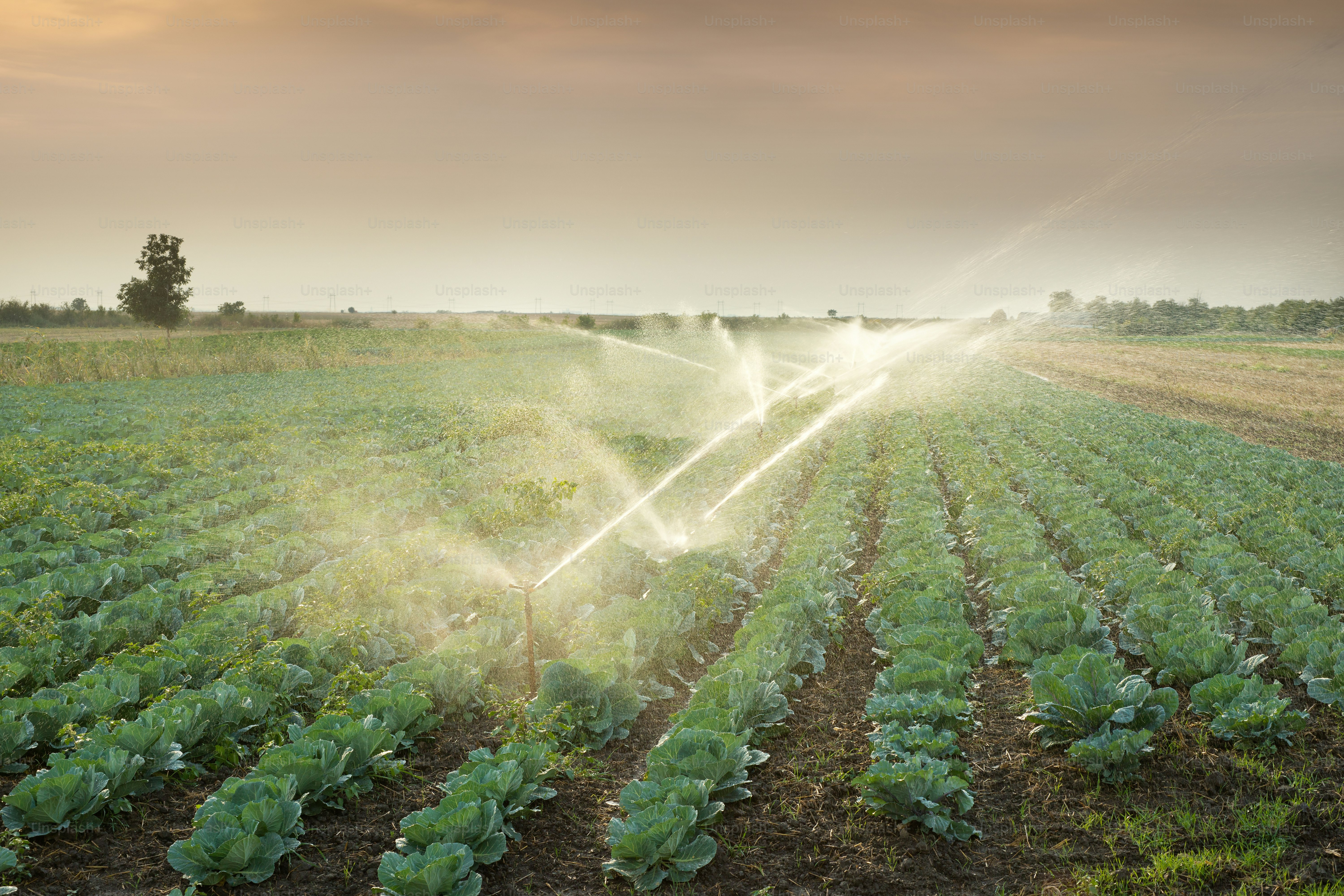 Sistema de riego agrícola por goteo utilizando bombas centrífugas
