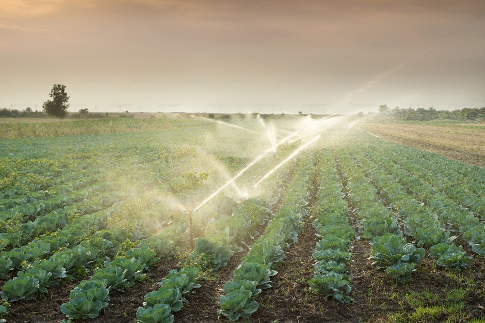 irrigação de vegetais até o pôr do sol