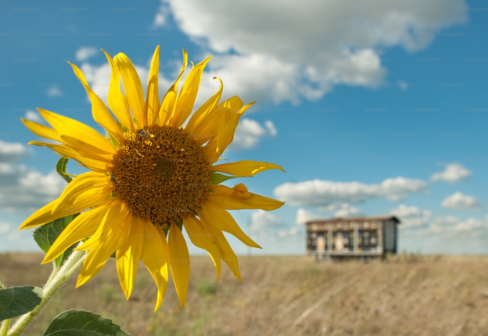 a sunflower in a field with a truck in the background