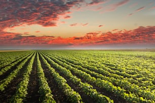 Soybean Field Rows in sunset