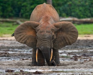 Elefante da floresta bebendo água de uma fonte de água. República Centro-Africana. República do Congo. Reserva Especial Dzanga-Sangha. Uma excelente ilustração.