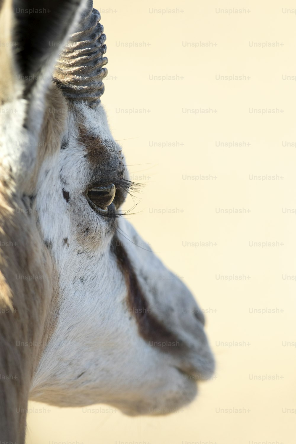 Gros plan sur l’œil d’un Springboks