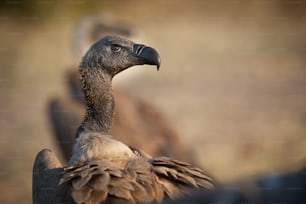 Close up de um abutre