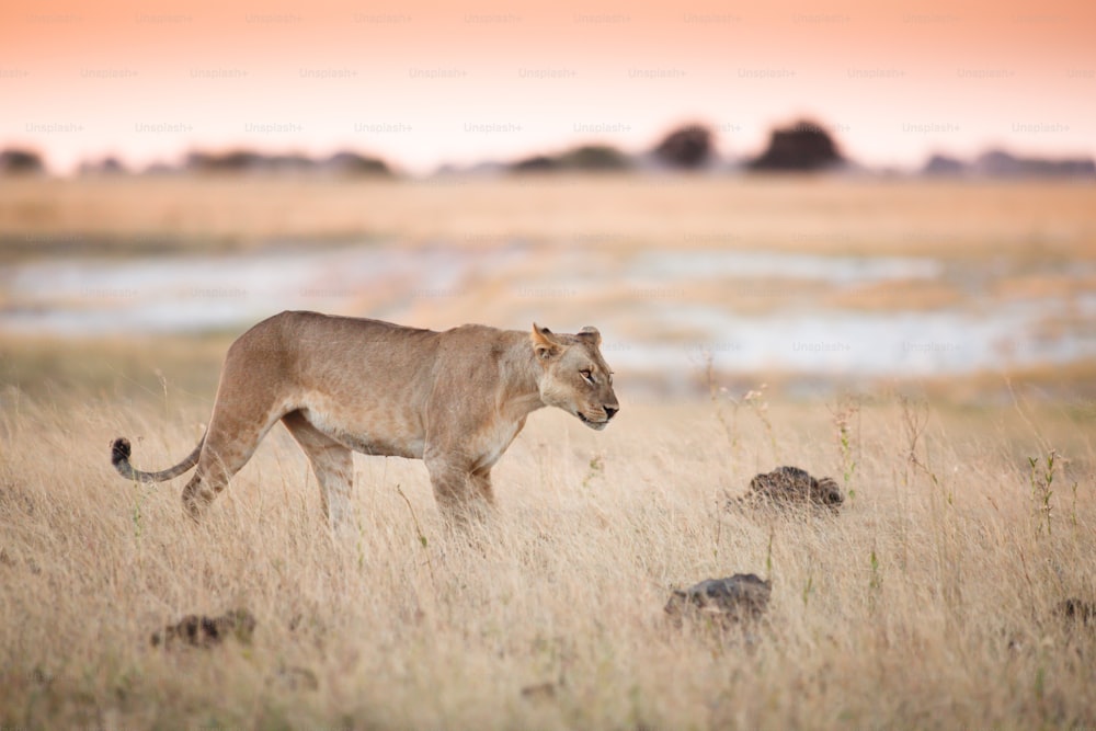 Lioness walking through the veld