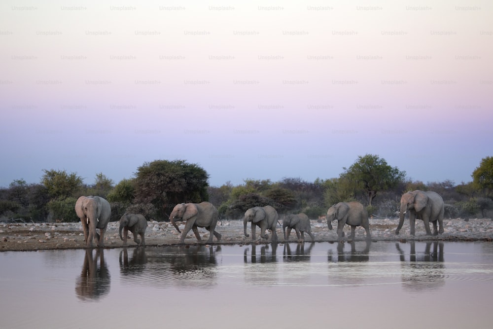 Manada de elefantes en un pozo de agua.