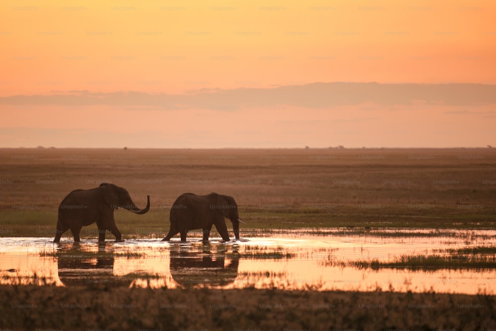 Deux éléphants au coucher du soleil