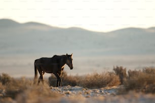 Wildes namibisches Wüstenpferd.