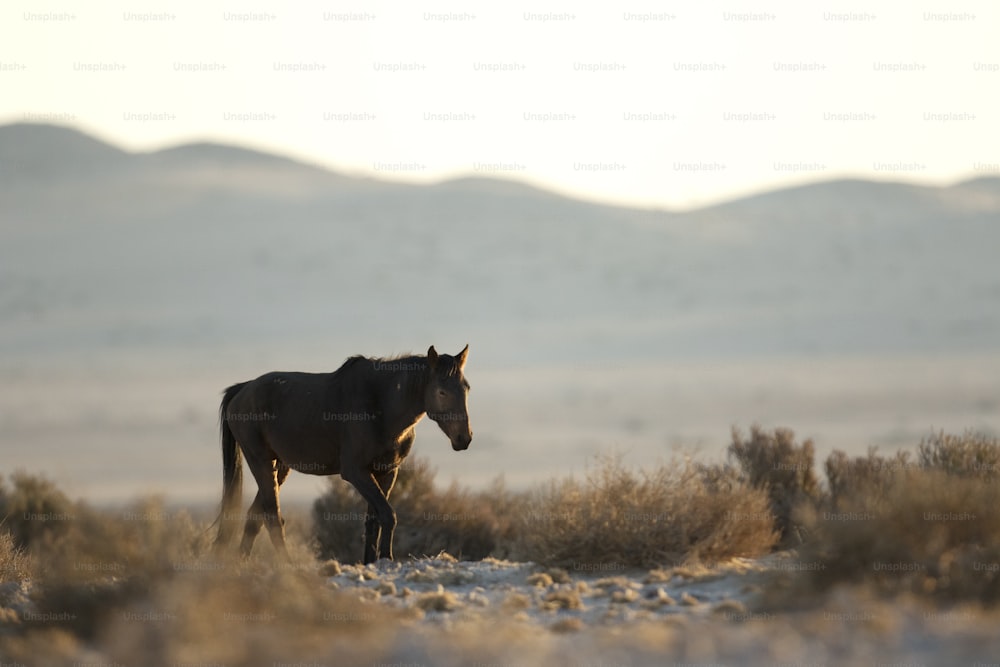 Wild Namibian desert horse.