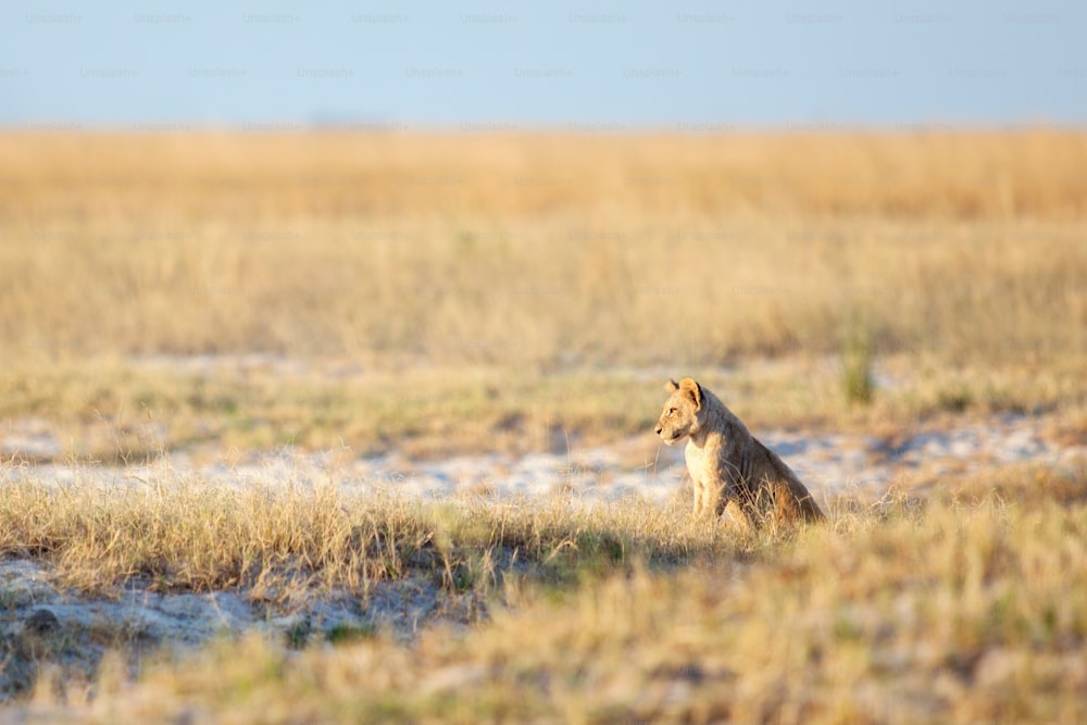 lion cub in the savanna