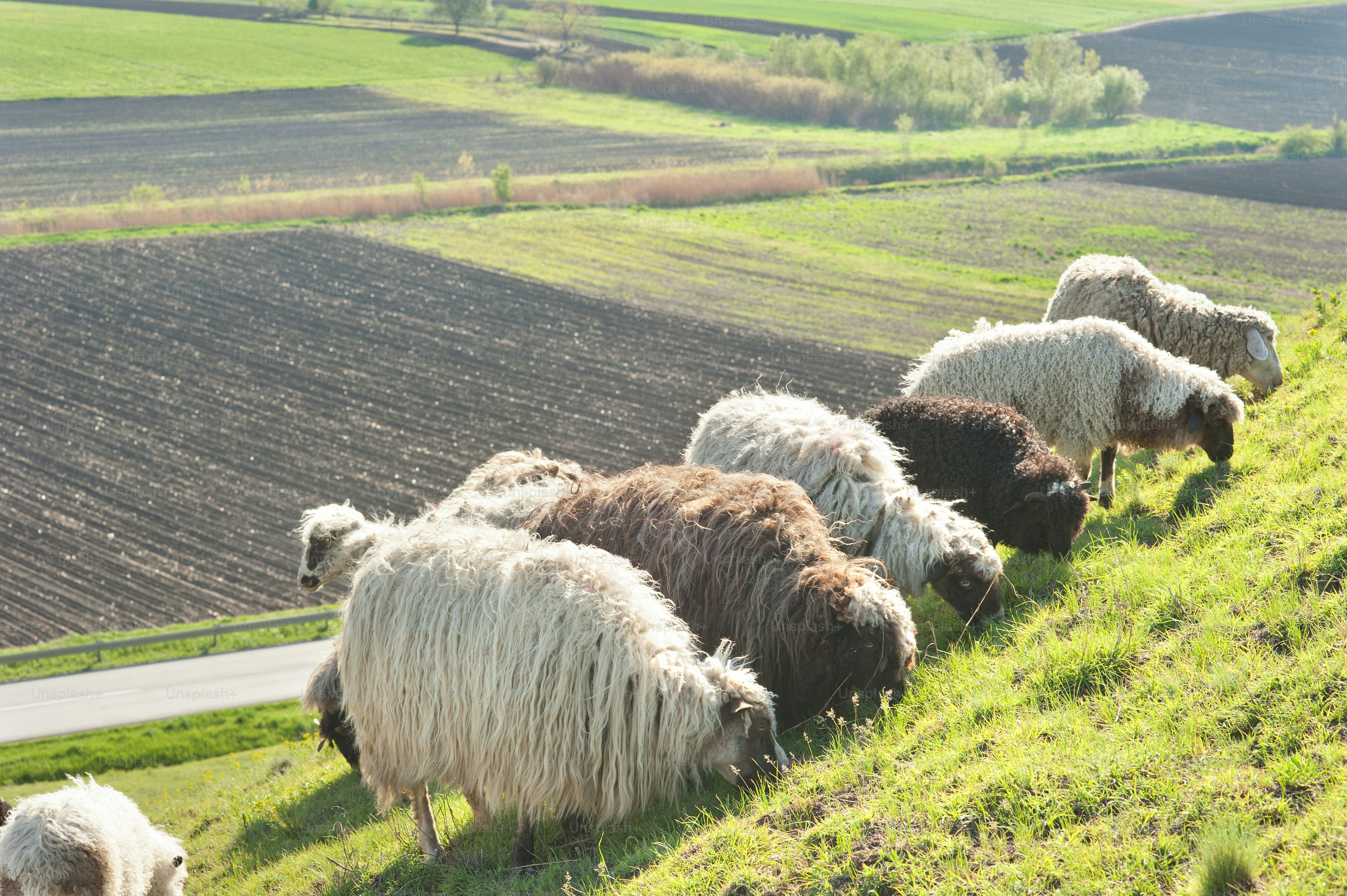 Herd of sheep on meadow