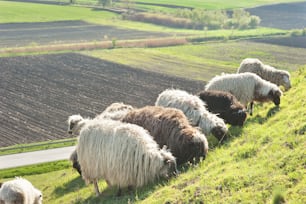 Herd of sheep on meadow