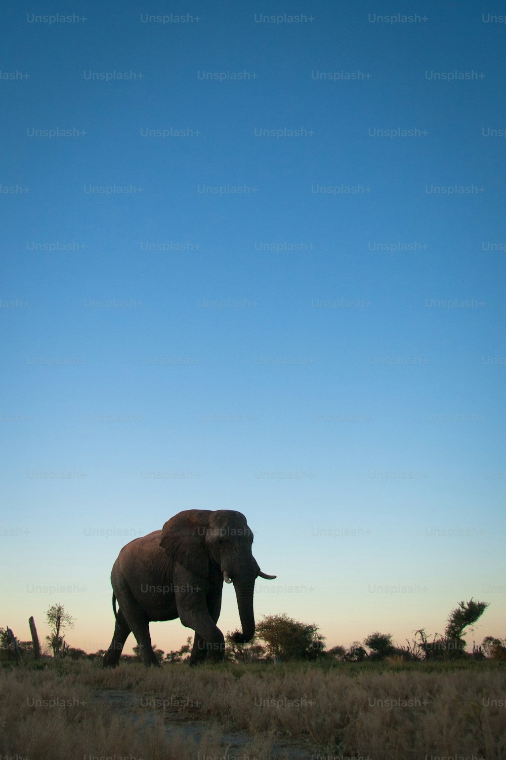 Elefante andando no veld