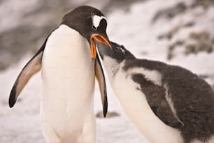 Penguins in Antarctica