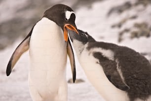 Pingouins en Antarctique