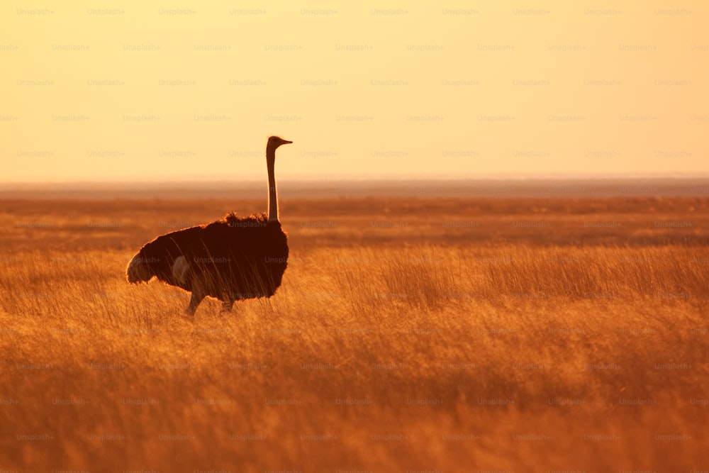 An Ostrich walks across the open African plains