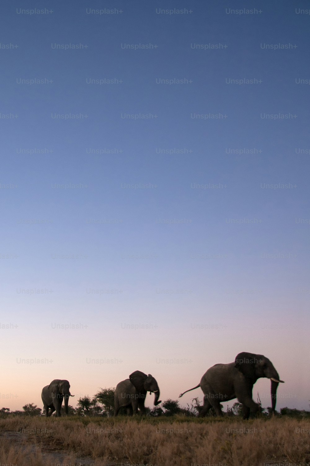 Elephants walking in the veld