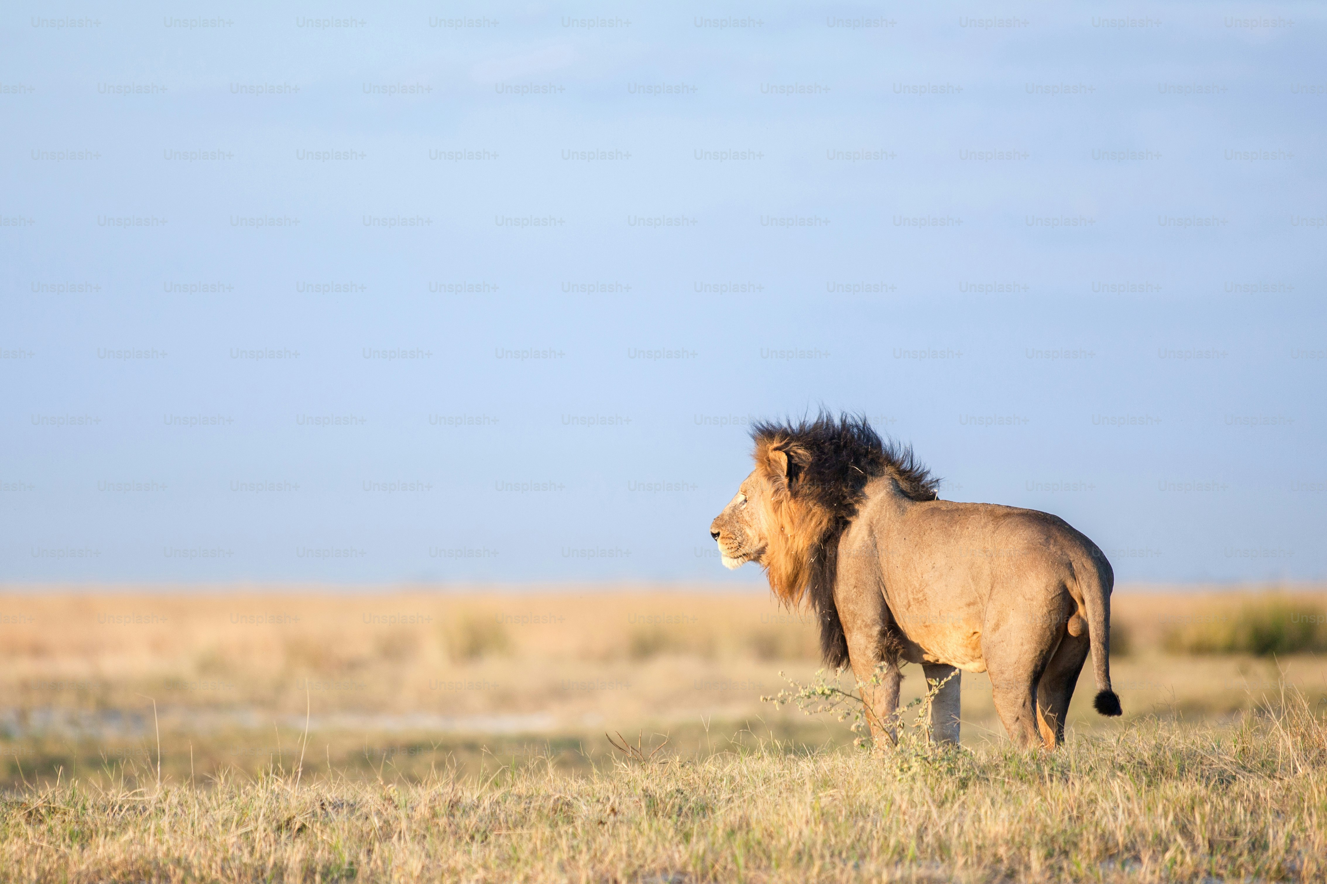 Male lion in the savanna