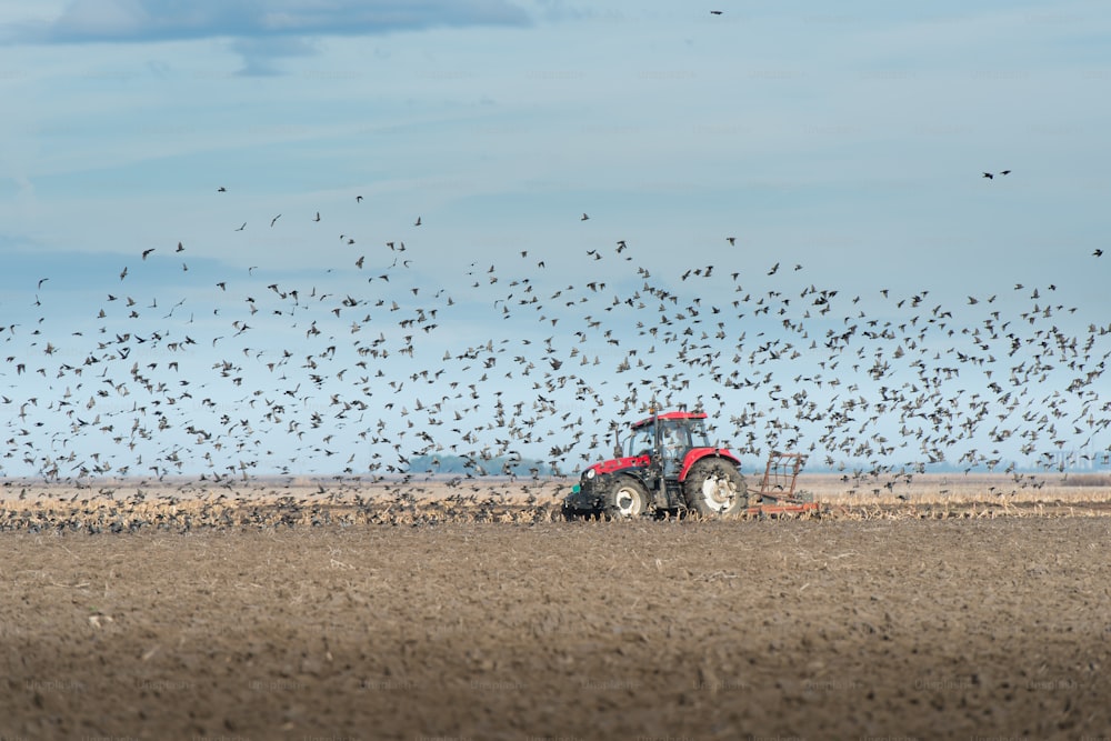 ムクドリの群れが農地の上を飛ぶ