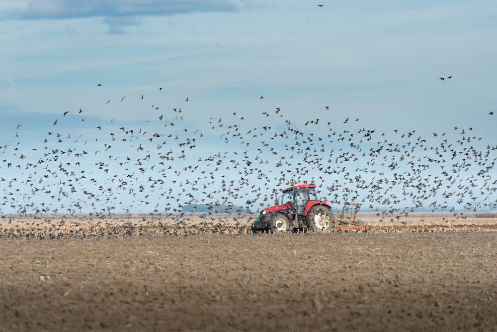 Stormo di storni sorvola terreni agricoli