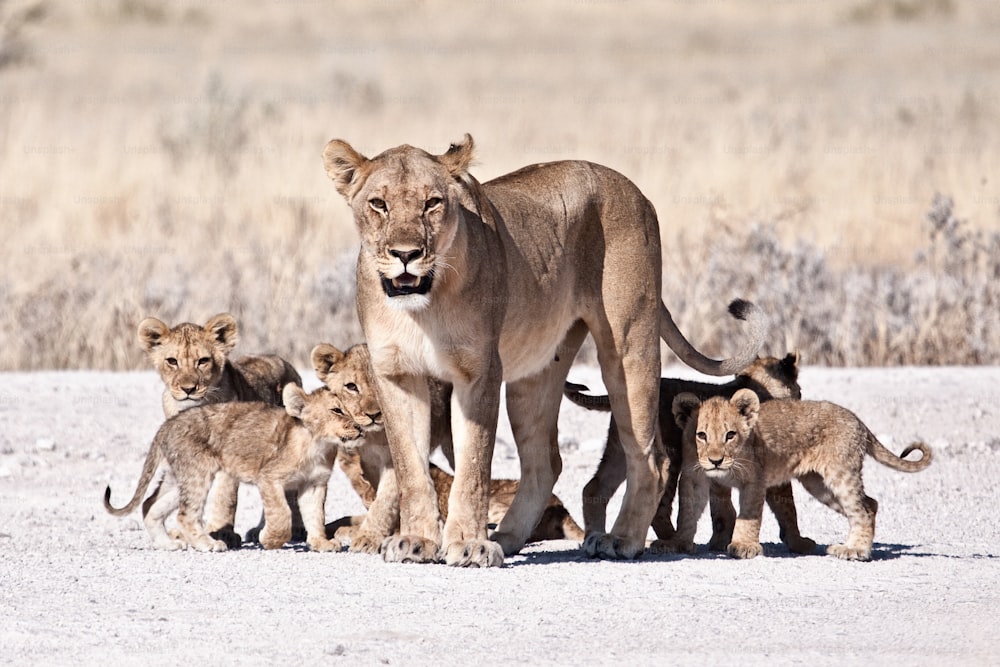 A lioness and her cubs