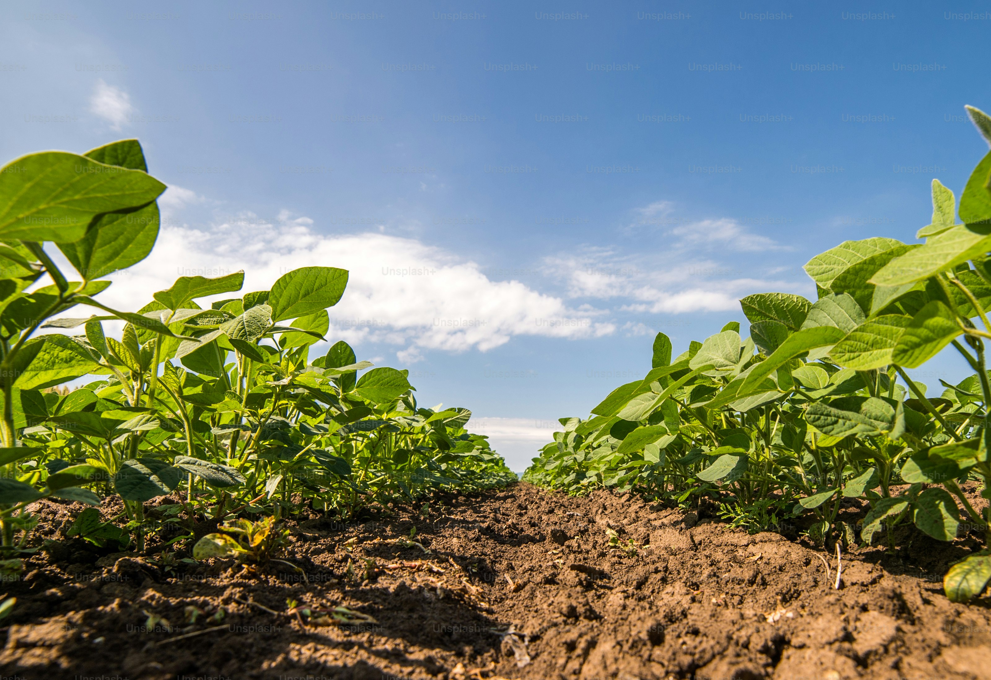 Soybean Field Rows close up