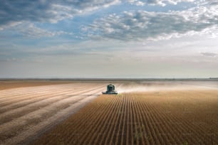 Harvesting of soy bean field with combine
