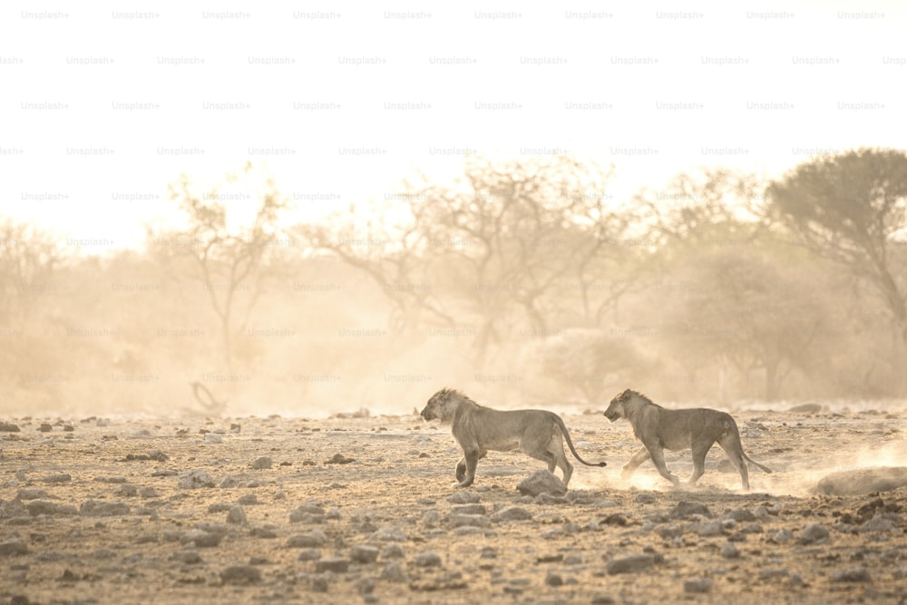 Männliche Löwen rennen durch den Staub