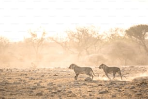 leones machos corriendo por el polvo