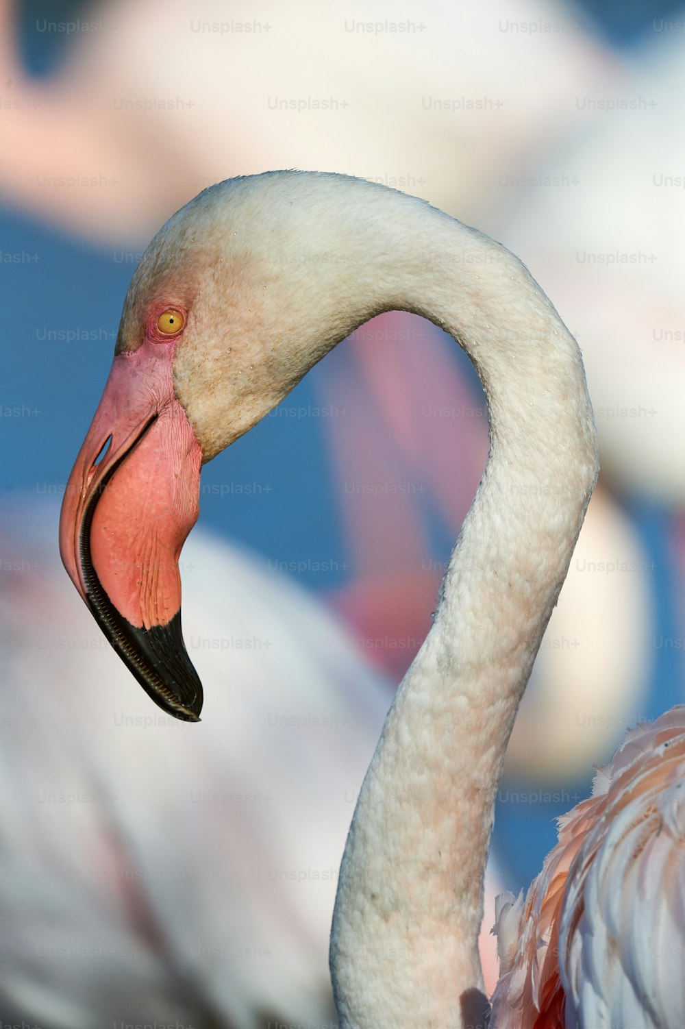 Portrait of a pink Flamingo photographed in Camargue