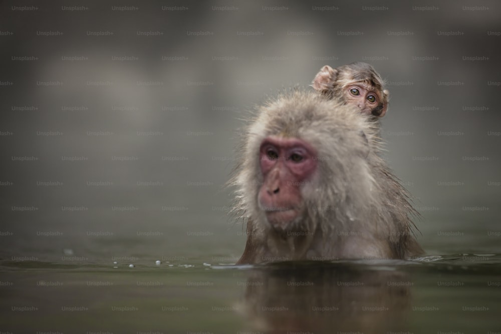 A snow monkey at the Jigokudani Monkey Park is in Yamanouchi, Shimotakai District, Nagano Prefecture, Japan