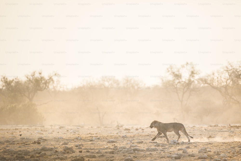 Un león macho corriendo por el polvo