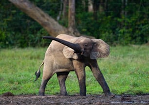Un cucciolo di elefante della foresta. Repubblica Centrafricana. Repubblica del Congo. Riserva speciale di Dzanga-Sangha. Un'ottima illustrazione.