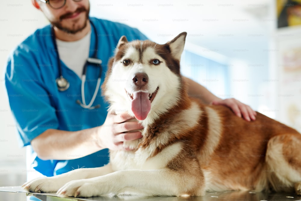 かわいいシベリアンハスキー犬は、獣医クリニックで検査をしています