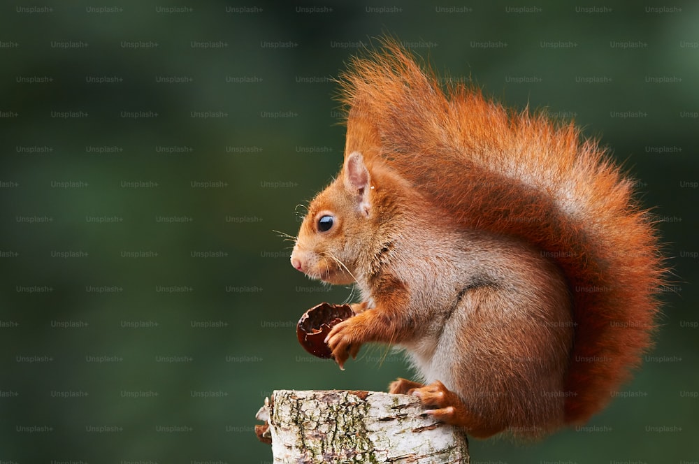 European red squirrel eating a walnut sitting on a log