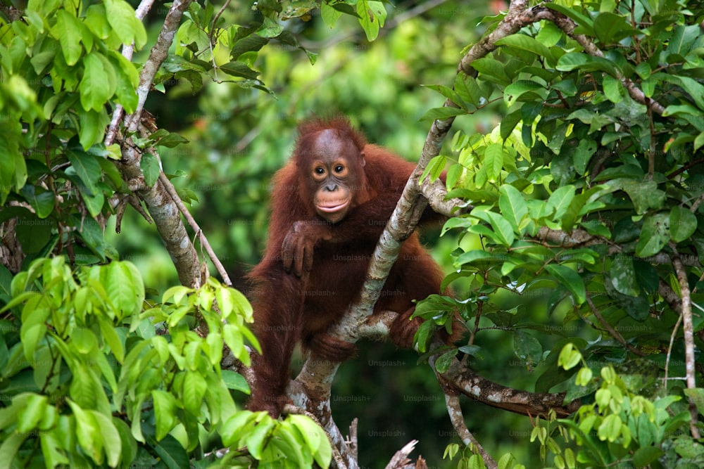 Un bébé orang-outan à l’état sauvage. Indonésie. L’île de Kalimantan (Bornéo). Une excellente illustration.